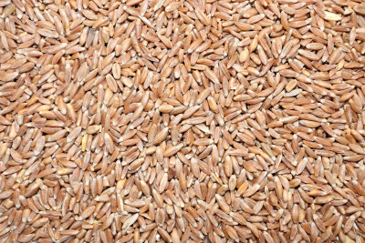 Ancient Grains