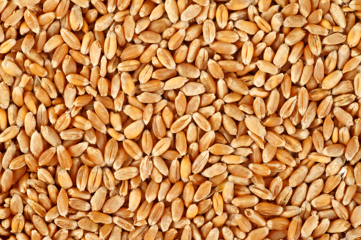 durum.jpg
